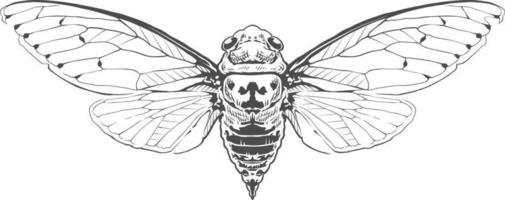 Vector Engraving Insect