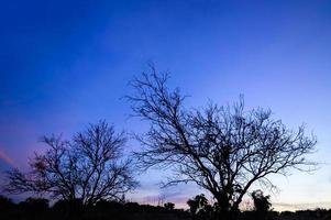 Tree silhouette at sunset photo