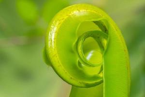 Green leaf background photo