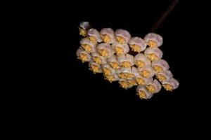 Hoya flower on black background photo