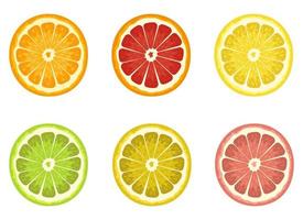 Set of citrus vector design illustration set isolated on white background