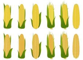 Corn vector design  illustration set isolated on white background