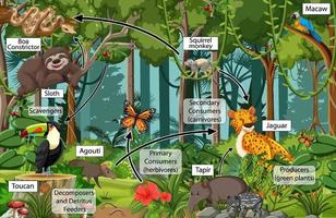 Diagrama que muestra la red alimentaria en la selva tropical. vector