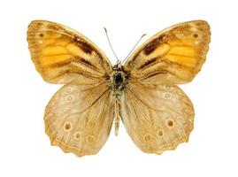 Lattice brown butterfly photo