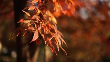 folhas de bordo vermelhas em um fundo desfocado com bokeh video