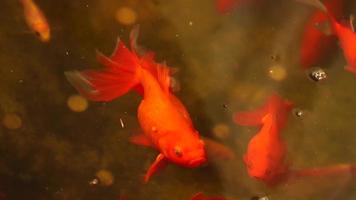 roter und goldener Karpfenfisch in einem Teich video