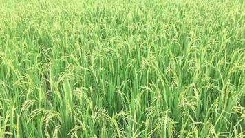 groene rijstveld met natuurlijke wind waait video