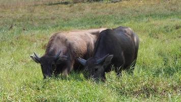 en grupp bufflar betar i gröna betesmarker i vinden och solskenet med glädje. video