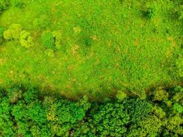 Beautiful aerial view of trees in the forest photo