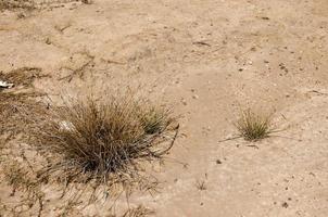 Land with dry, cracked ground and grass