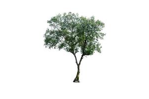 Tree on a white background photo