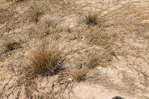 Ground and dry trees photo