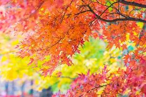 Beautiful red maple leaves photo