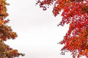 Beautiful red maple leaves photo