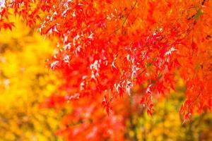 Beautiful red maple leaves photo