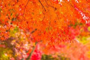 Beautiful red maple leaves photo