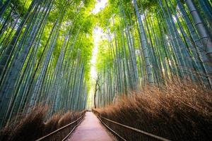 hermoso bosque de bambú en arashiyama, kyoto foto