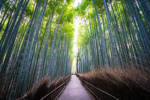 hermoso bosque de bambú en arashiyama, kyoto foto