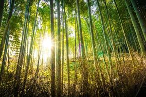 Beautiful bamboo forest at Arashiyama, Kyoto photo