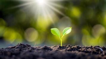 Small Plant Stock Photos, Images and Backgrounds for Free Download Small Plant Stock Photos, Images and Backgrounds for Free Download