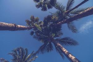 Tropical coconut palm trees photo