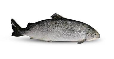 Salmon fish on white background photo