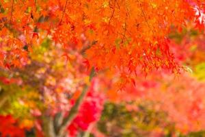 Beautiful red maple leaves photo