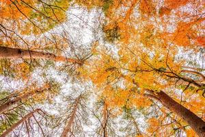 Maple trees in autumn photo