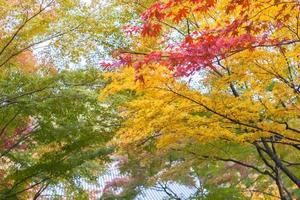hojas de otoño brillantes foto