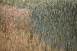 Barley growing in a field photo