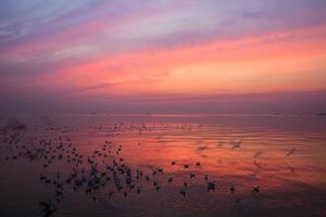 Flock of birds at sunset photo