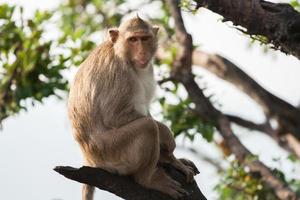 Monkey sitting on a branch photo
