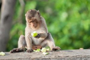 Monkey eating fruit photo