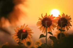 Sunflowers and sunrise photo