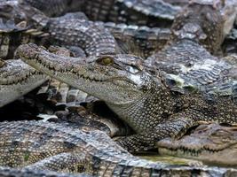 Close-up of a group of crocodiles photo