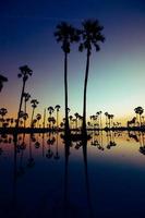 Palm trees in water at sunset photo