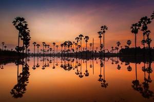 Palm trees reflecting in water at sunrise