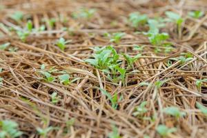 Agriculture growing of plants from soil photo