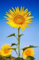 Vertical view of sunflowers photo