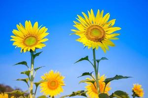 Colorful yellow of sunflowers with blue sky photo