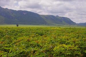 Cassava farm in front of mountains against a cloudy sky photo
