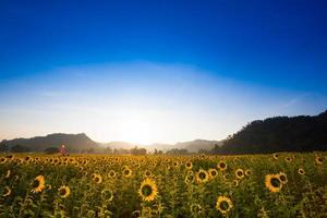 Sunflower field and mountains during the day photo