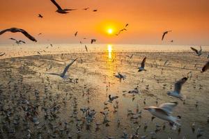 gaviotas volando al atardecer foto