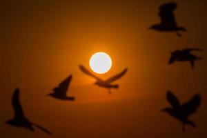 Silhouette of seagulls at sunset photo