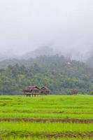 Wooden huts in a green field photo