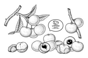 conjunto de dimocarpus longan fruta elementos dibujados a mano ilustración botánica vector