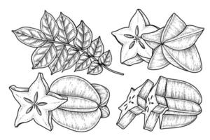 Set of star fruit or Carambola fruit hand drawn elements botanical illustration vector