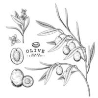 Vector Sketch olive tree Hand Drawn Botanical decorative set