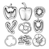 Set of bell pepper hand drawn elements botanical illustration vector