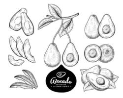 Vector Sketch avocado fruit Hand Drawn Botanical decorative set